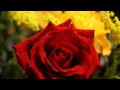 (HD 720p) "Autumn Rose" by Ernesto Cortazar