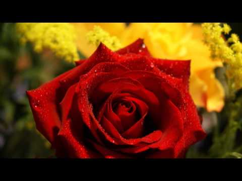 download lagu mp3 mp4 Autumn Rose, download lagu Autumn Rose gratis, unduh video klip Download Autumn Rose Mp3 dan Mp4 Music Gratis