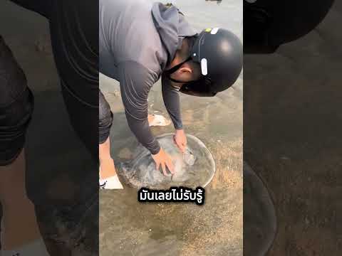 ขูดผิวแมงกระพรุน ดูแล้วก็เพลินดี