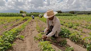 a ONU alerta de que la guerra seguirá encareciendo los alimentos