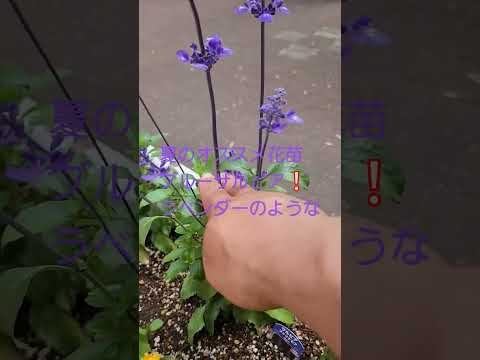 青い花 多年草 グランド カバー プラムバゴ 淡いブルーの繊細な花