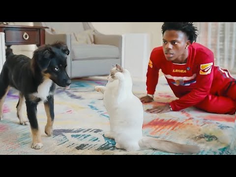 iShowSpeed New Cat Meets His Dog... (bad idea)