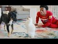 IShowSpeed New Cat Meets His Dog Bad Idea