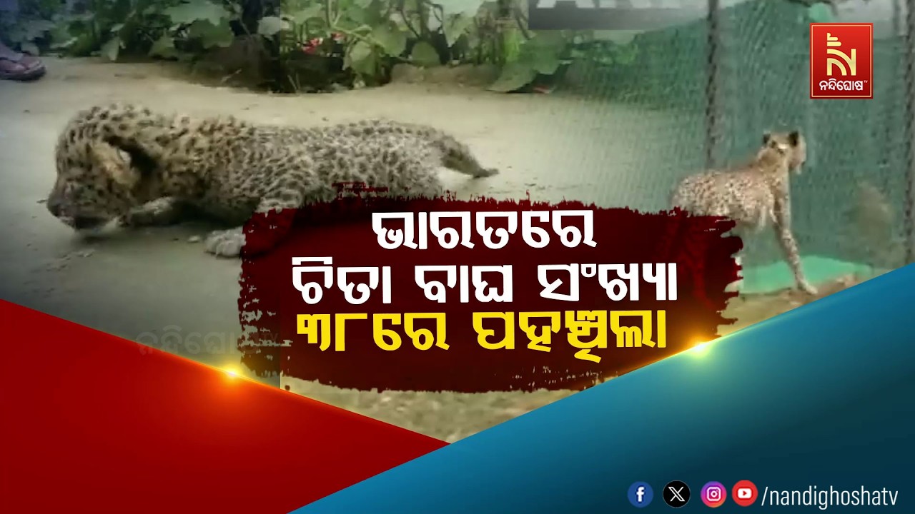 🔴Live | ଭାରତରେ ଚିତା ବାଘ ସଂଖ୍ୟା ୩୮ରେ ପହଞ୍ଚିଲା