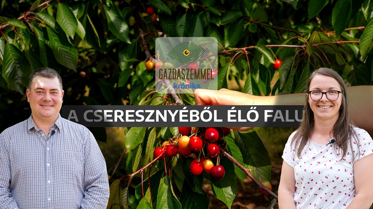 A magyardécsei cseresznyések mindennapjai | Gazdaszemmel