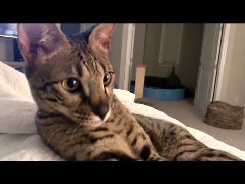 Up Close Playtime With Cute Cat Zara! #cute #cats