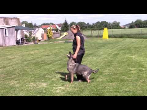 Enjoy z Jukasu - obedience 6/2016