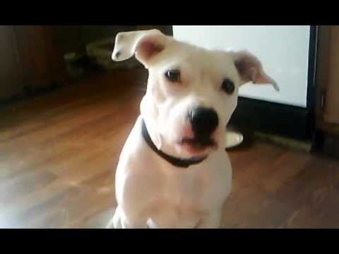 daija eating peanutbutter(original audio)