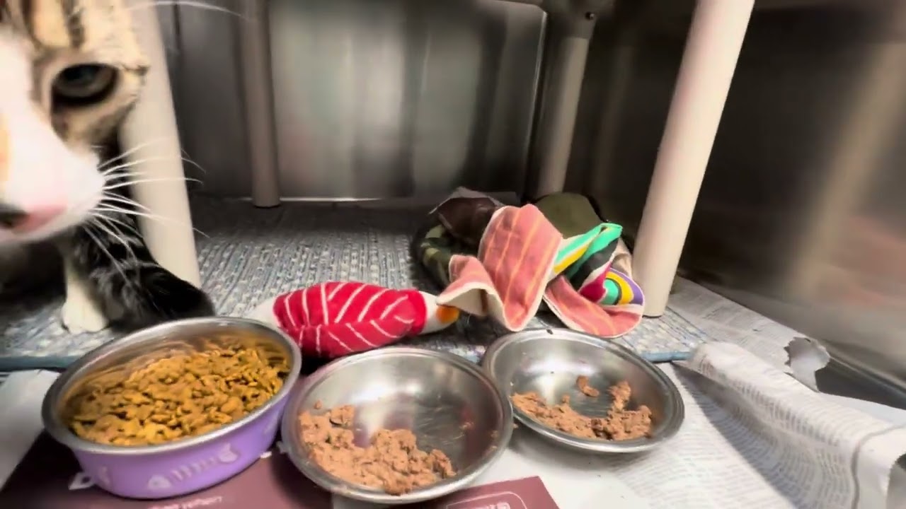 Enlarge Tanji & Nezzy - Amazing Brothers, a Adoptable Domestic Short Hair in Clifton, NJ video 6/6