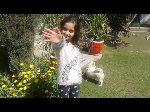 Giving my puppy buzoo and cruiser a walk