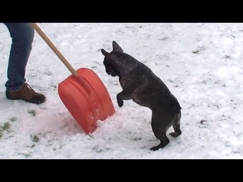 Dogs vs. Snow Shovels