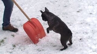 Dogs vs. Snow Shovels