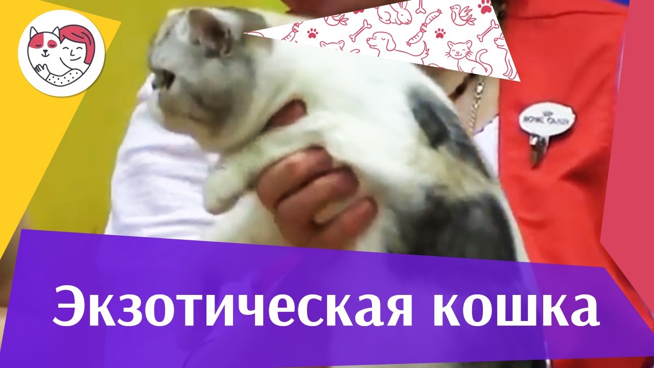 Экзоты Характер на ilikepet