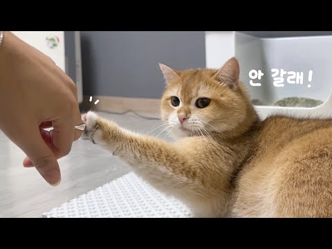 골 냥플릭스 감성에 취한 소빵이.. 귀가 거부 중