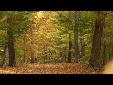 Xenoblade Chronicles 2 - Gormotti forest {Slowed + Rain ambience}