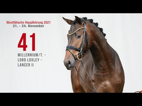 Hauptkörung 2021 Reitpferdehengste Kat-Nr. 41 Millennium/T. - Lord Loxley - Lancer II
