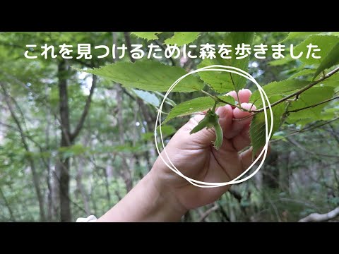 園芸 ハシバミ、ハシバミ