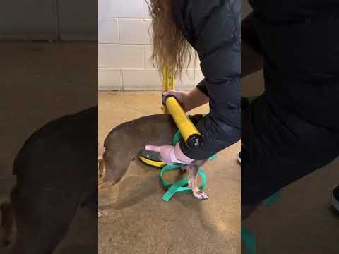 Maribeth measuring dogs