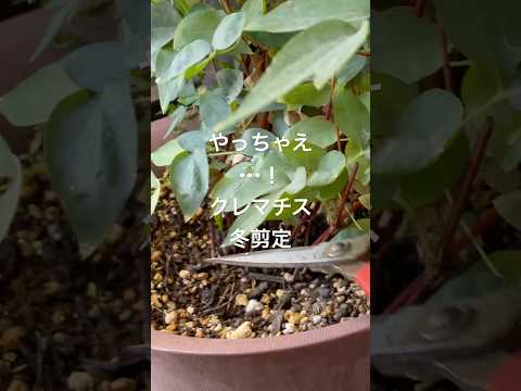 クレマチスが元気に育つように剪定します。どのような基準で剪定を行うべきですか?  庭園