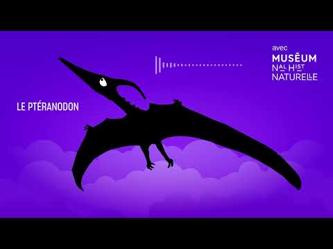 Le Ptéranodon : le reptile aux ailes de géant - Bestioles fossiles