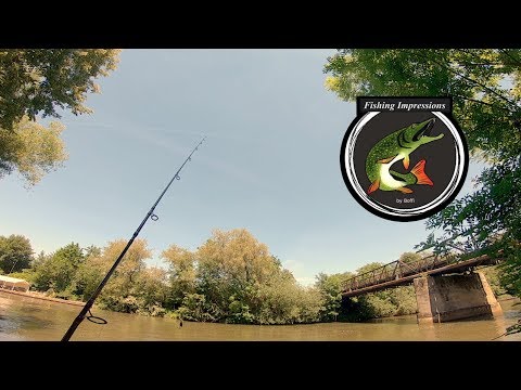 Spinnfischen bei 30 Grad! +Tipps für Einsteiger (@Fishing Impressions)