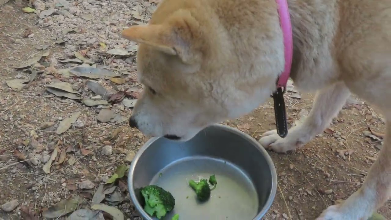 ブロッコリーを食べる柴犬モモ