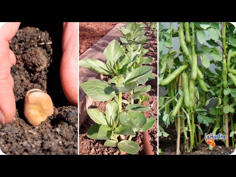 Como Plantar HABAS - GUÍA de cultivo desde la SIEMBRA hasta la COSECHA || La Huertina De Toni
