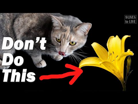 The 3 Most Common Household Items That Will Poison Your Cat