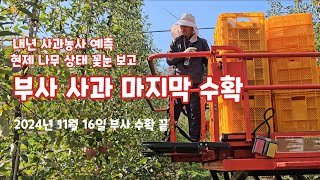 부사 사과수확 사과꽃눈 상태 내년 사과농사 예측