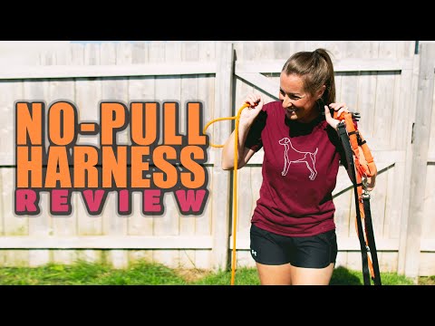 Which No Pull Harness Is Best?
