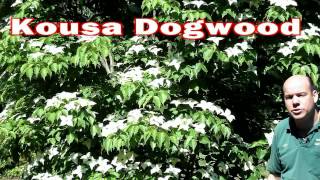 Kousa Dogwood - Cornus kousa | Small Flowering Tree White Flowers