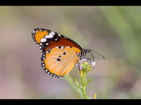 Fotoreise Schmetterlingsfotografie auf Sardinien