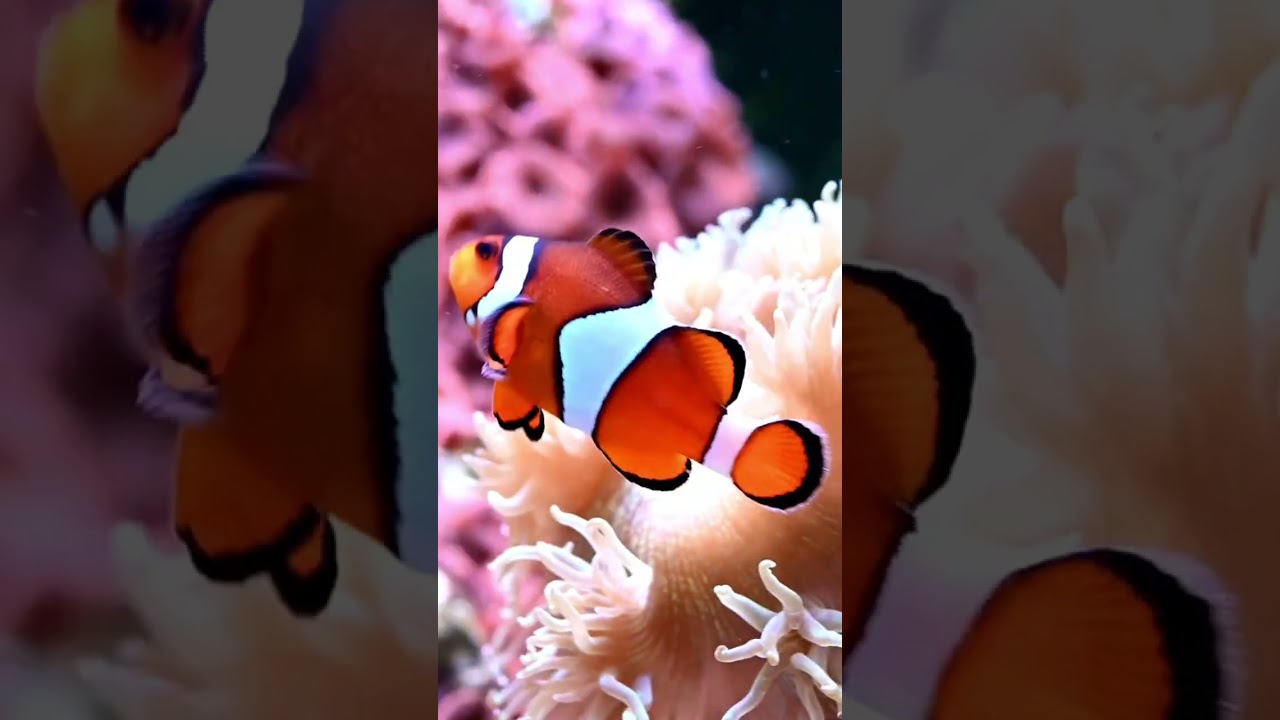 It's Not 'Clowning' Around: Uncovering How Clownfish Switch Gender #shorts