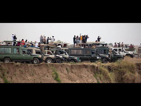 Great Migration River Crossing Chaos - 6th August 2025, Maasai Mara, Kenya