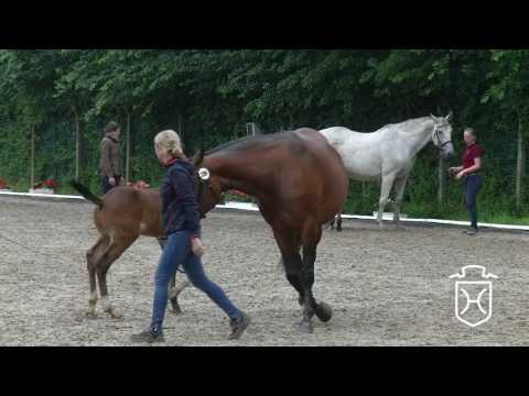 Holsteiner Fohlenchampionat 2017 - Dithmarschen - dritter Hengstring