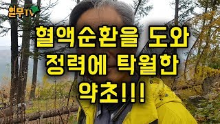 정력에 엄청난 효능이 있는 약초