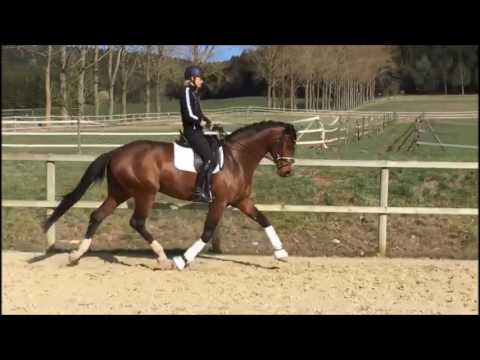 Q Man von Worrenberg, Quaterback x Rohdiamant, 2011, Hengst