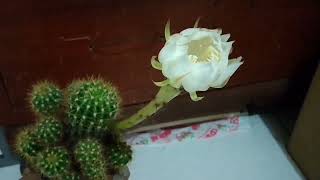大家好 ！   擁豹生活 的  “ 金盛丸” --- 開花啦 ！！