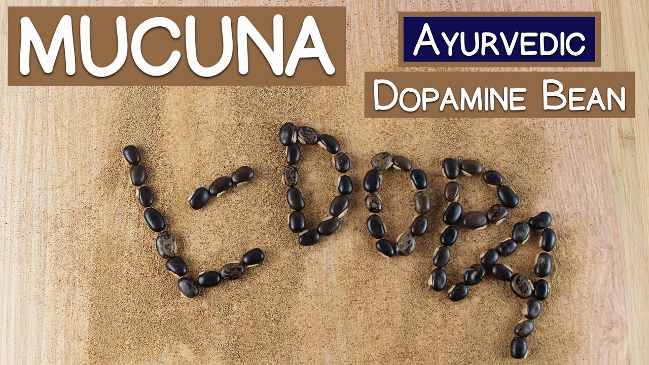 Mucuna Pruriens, The Ayurvedic Dopamine Bean