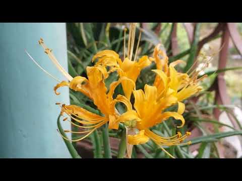 , title : 'Lycoris plant care /  How to care Day lily plant / লাইকোরিস গাছের যত্ন'