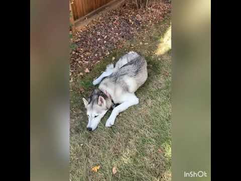 Ibby the best dog ever Season 2 episode 5