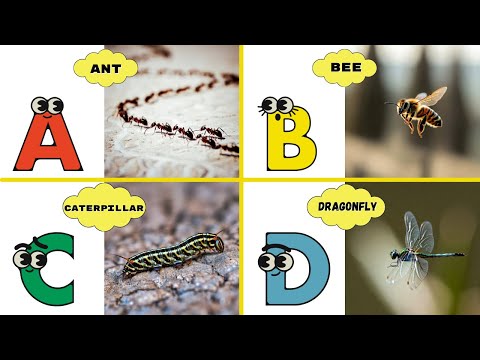 Insects Alphabet Song 🐜🐝 | ABC Learning Song for Toddlers | Energypac Kids TV #abcd #kids #learning 