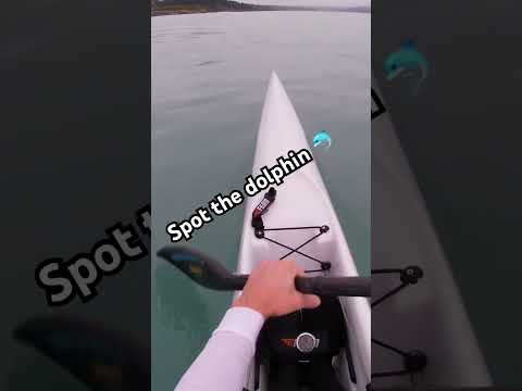 Surf ski paddler and a dolphin