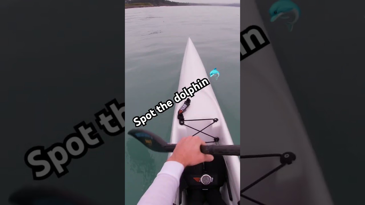 Surf ski paddler and a dolphin