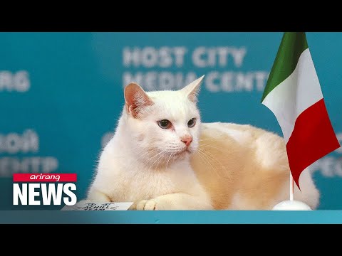 Cat in Russia predicts results of Euro 2020 matches - YouTube