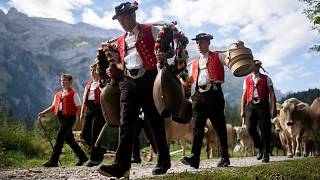 Çiçek taçlı inekler Alp geleneğini Gstaad Züglete festivaline taşıyor