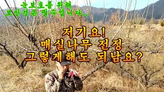 저기요!! 매실나무 전지 그렇게해도 되남요?
