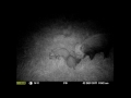 Some Mammal Highlights Bethal Mpumalanga
