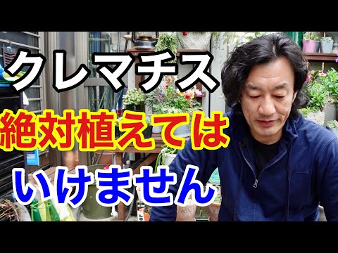 バルコニー用のクレマチス:植え付けのヒントと実績のある品種 植物