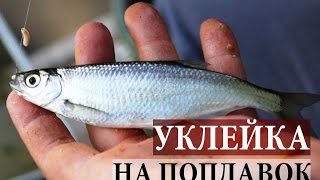 Когда начинает клевать уклейка осенью